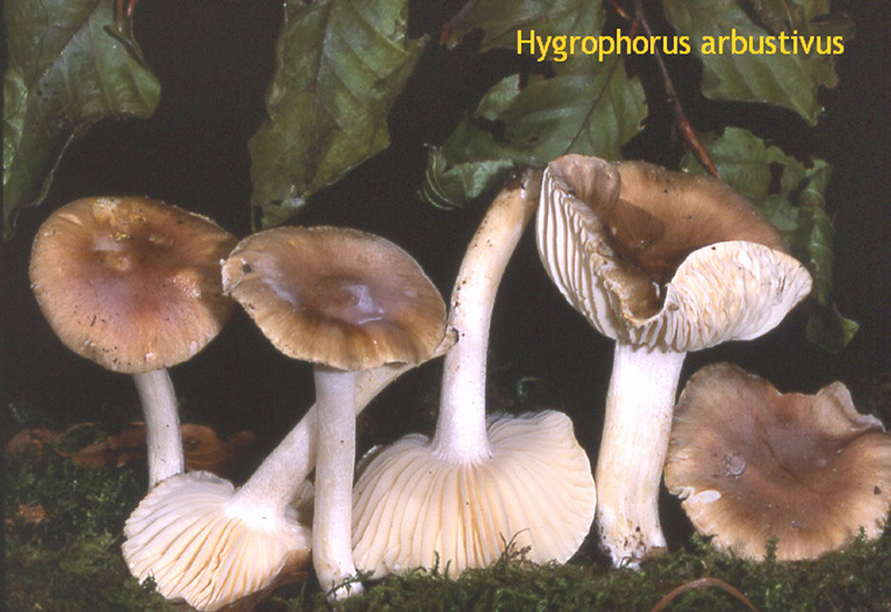 Hygrophorus arbustivus-amf945.jpg - Hygrophorus arbustivus ; Syn: Limacium arbustivum ; Nom français: Hygrophore des arbustes